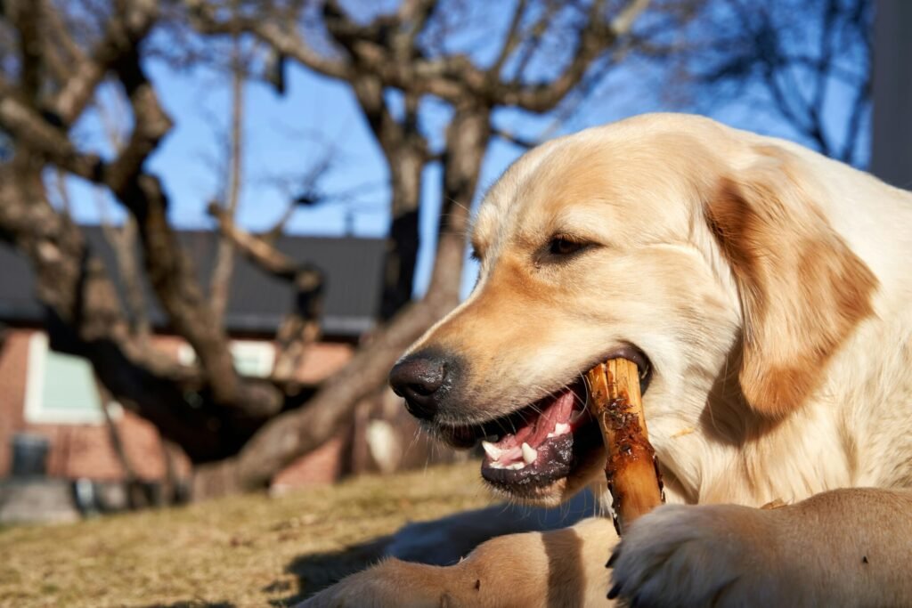 durable dog toys for aggressive chewers