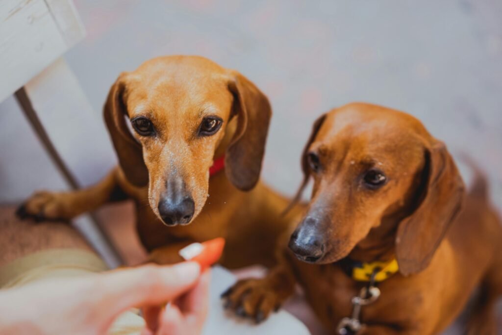 The best dog toys for aggressive chewers.