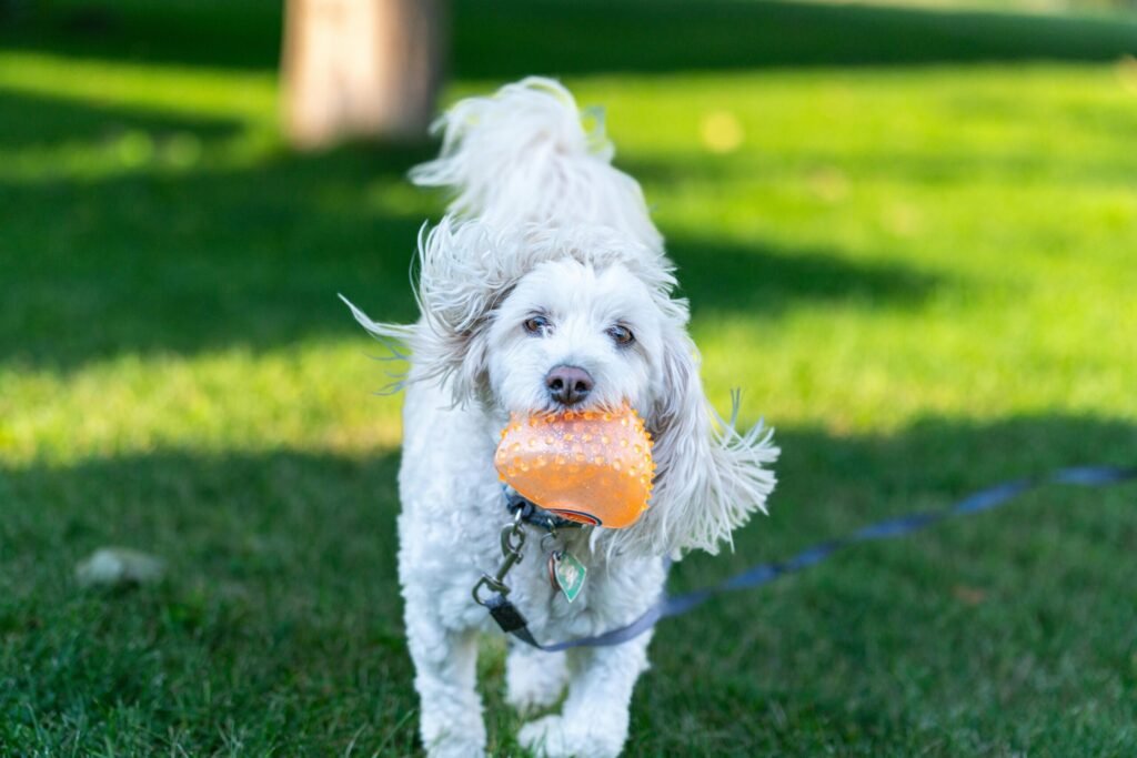 The best dog toys for aggressive chewers.