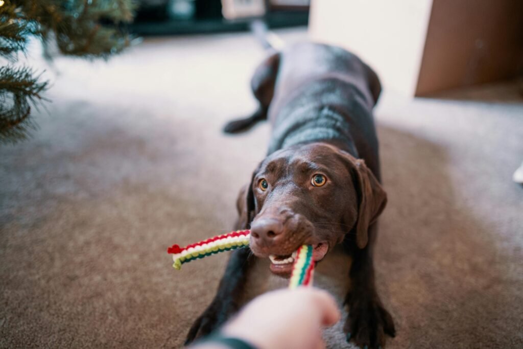 durable dog toys for aggressive chewers