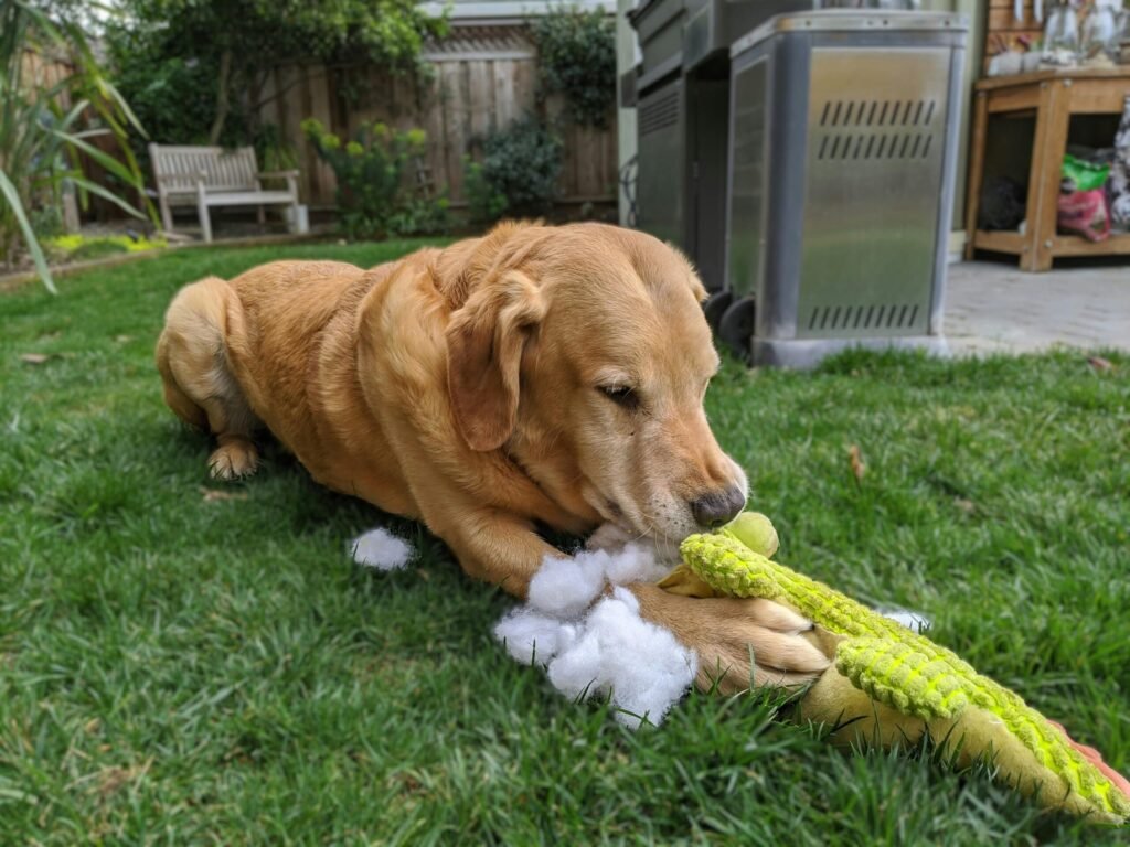 the best dog toys for aggressive chewers with safe