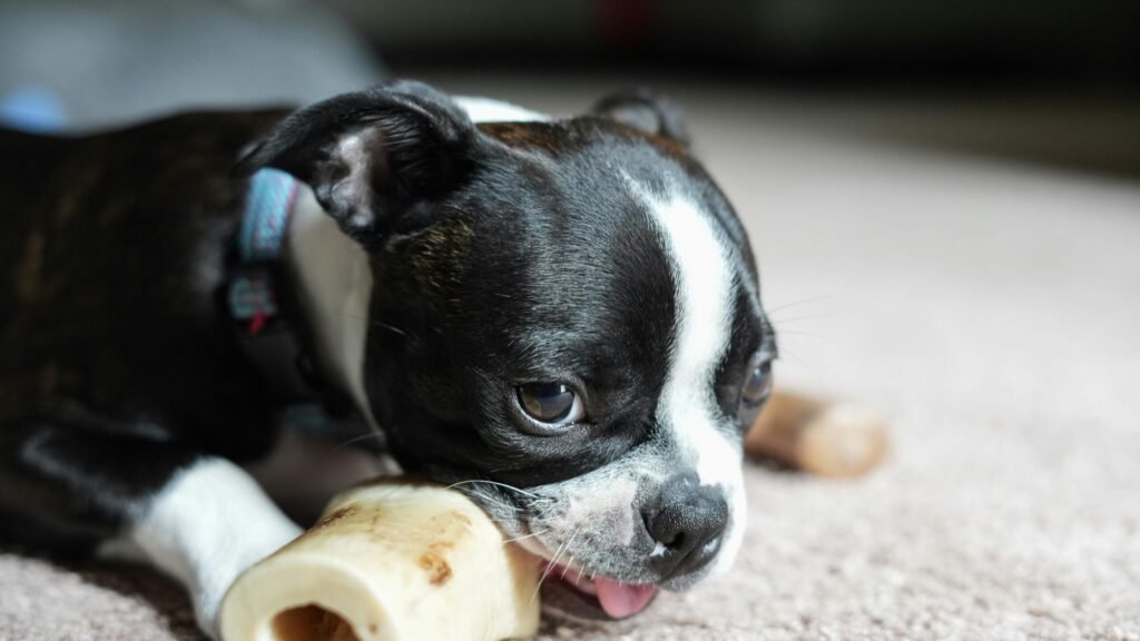 strong chew toy for dogs